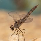 Brachythemis impartita