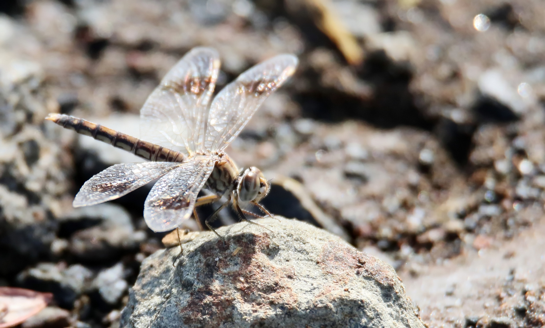 Brachythemis leucosticta,junges Männchen