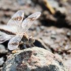 Brachythemis leucosticta,junges Männchen