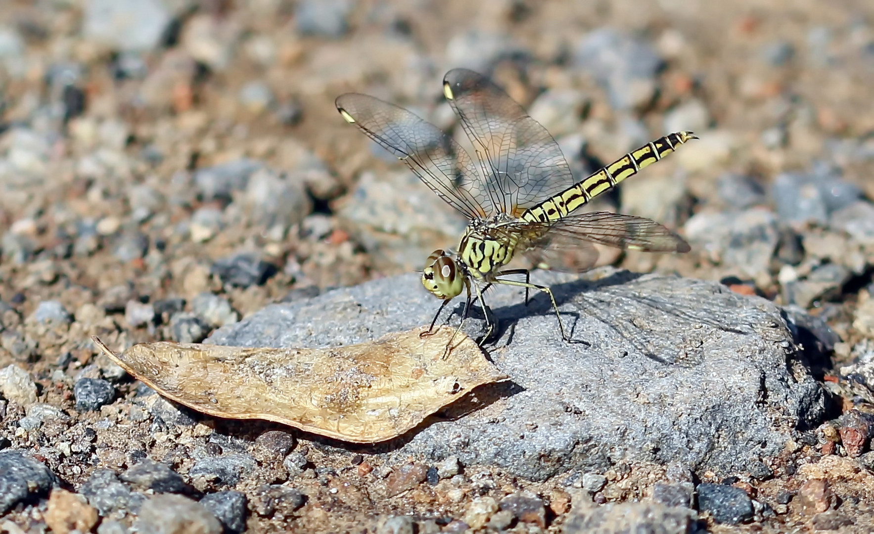 Brachythemis leucosticta,Weibchen