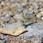 Brachythemis leucosticta,Weibchen