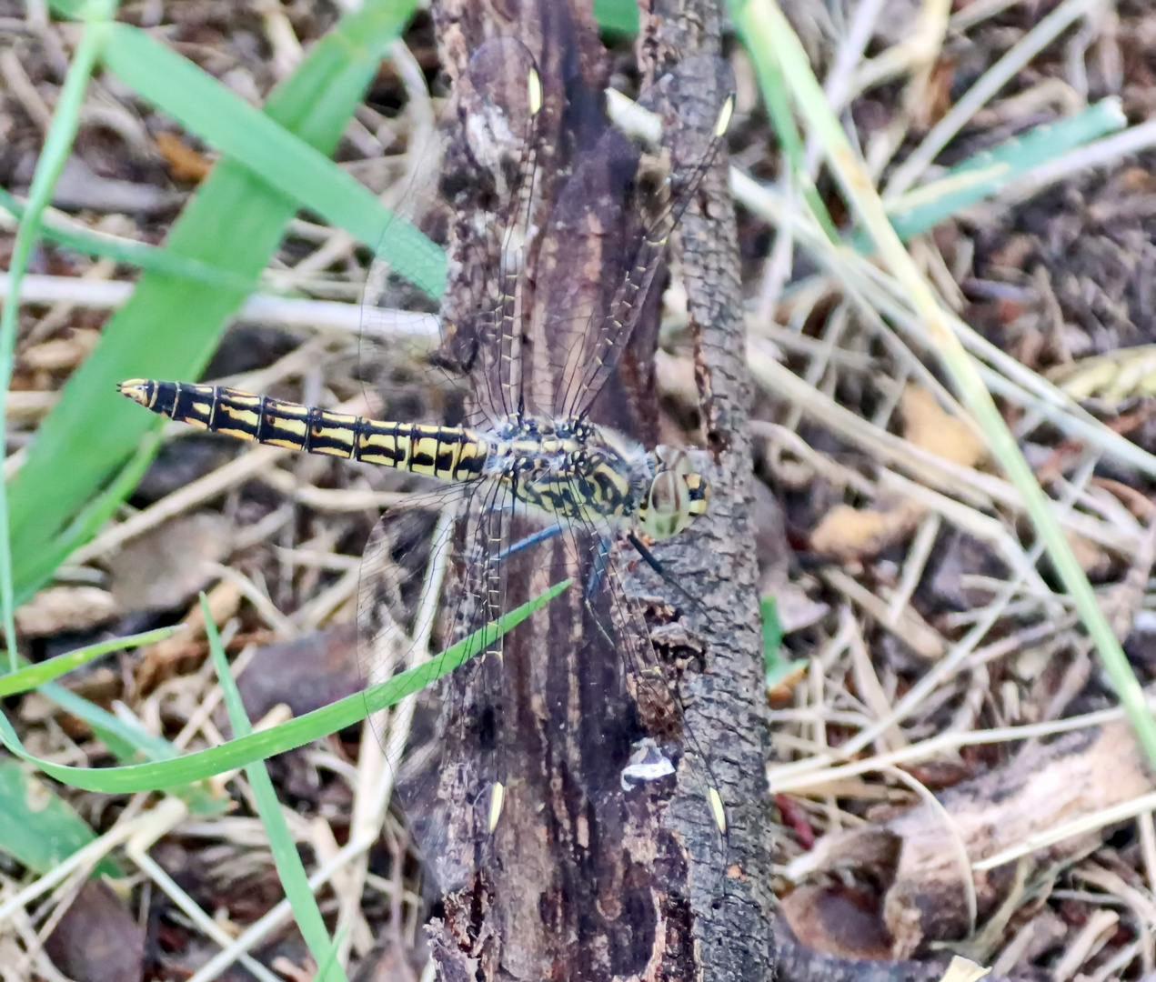 Brachythemis leucosticte