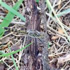 Brachythemis leucosticte