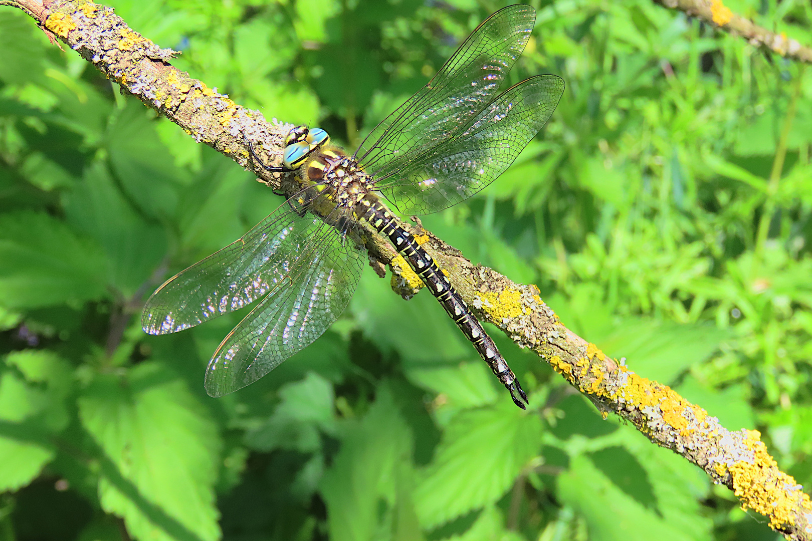 Brachytron pratense (Schilfjäger)