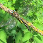 Brachytron pratense (Schilfjäger)