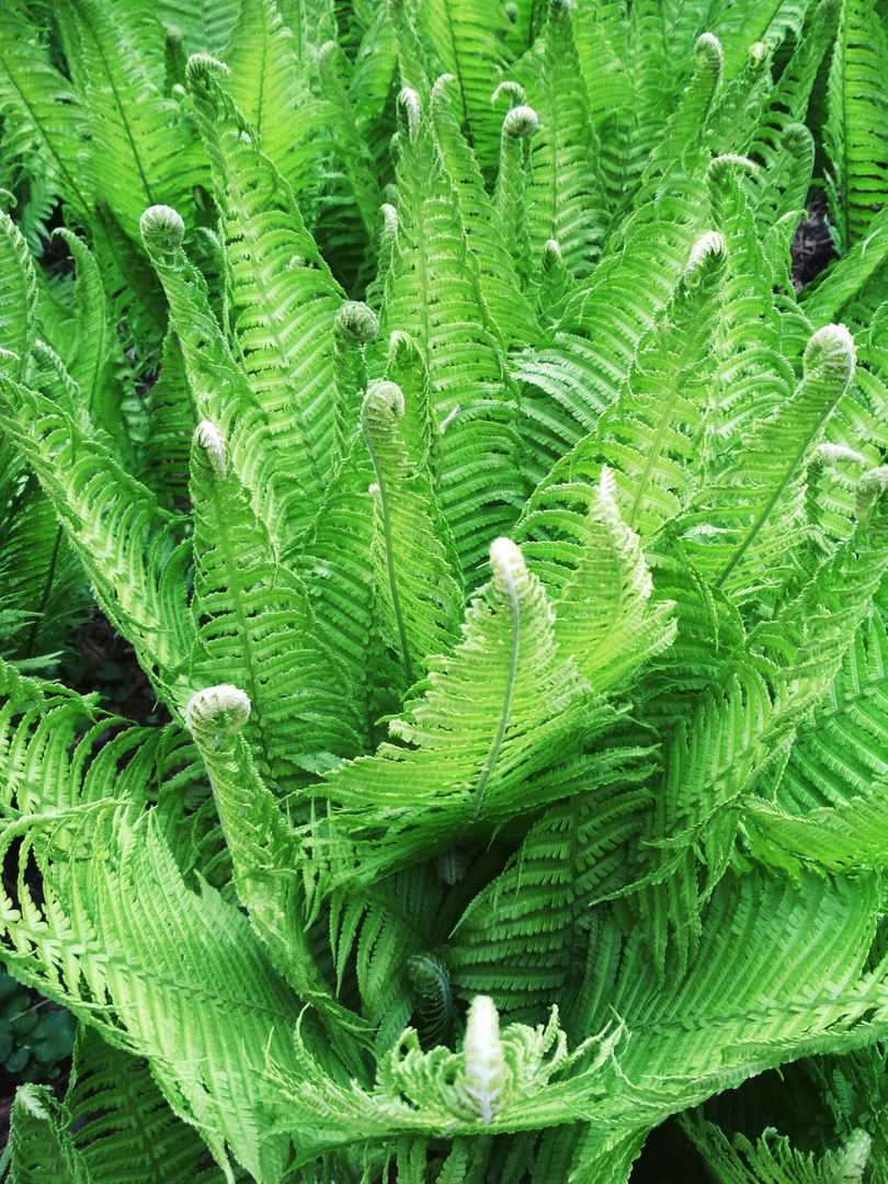 Bracken in Pilsen park