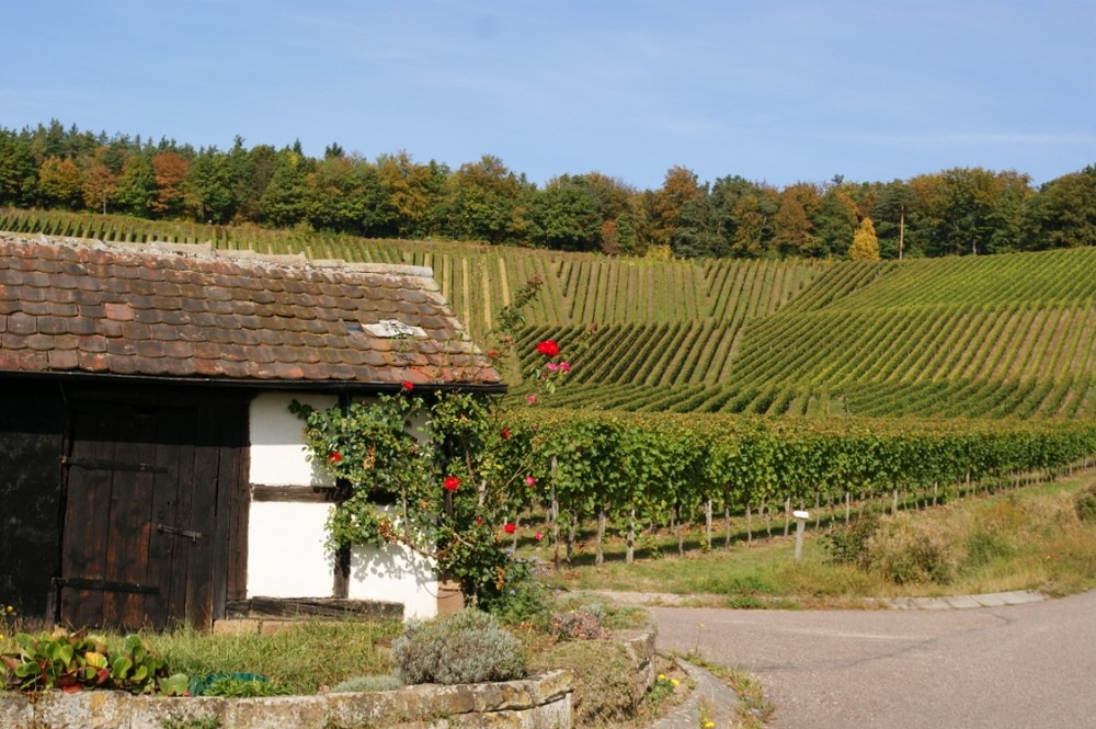 Brackenheimer Weinberge im Oktober