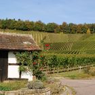 Brackenheimer Weinberge im Oktober