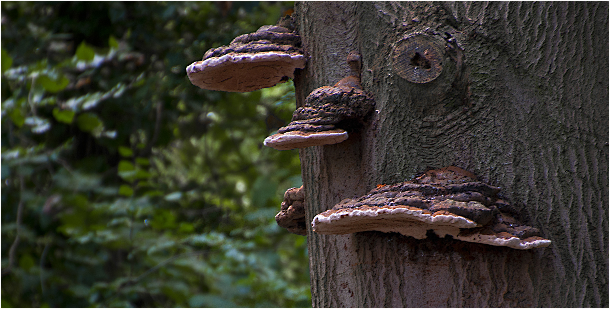 Bracket Fungi