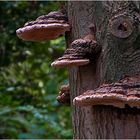 Bracket Fungi