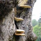 Bracket Fungi