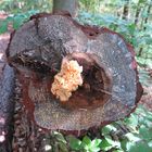 Bracket fungi on rosiny pine trunk