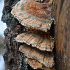 bracket fungus