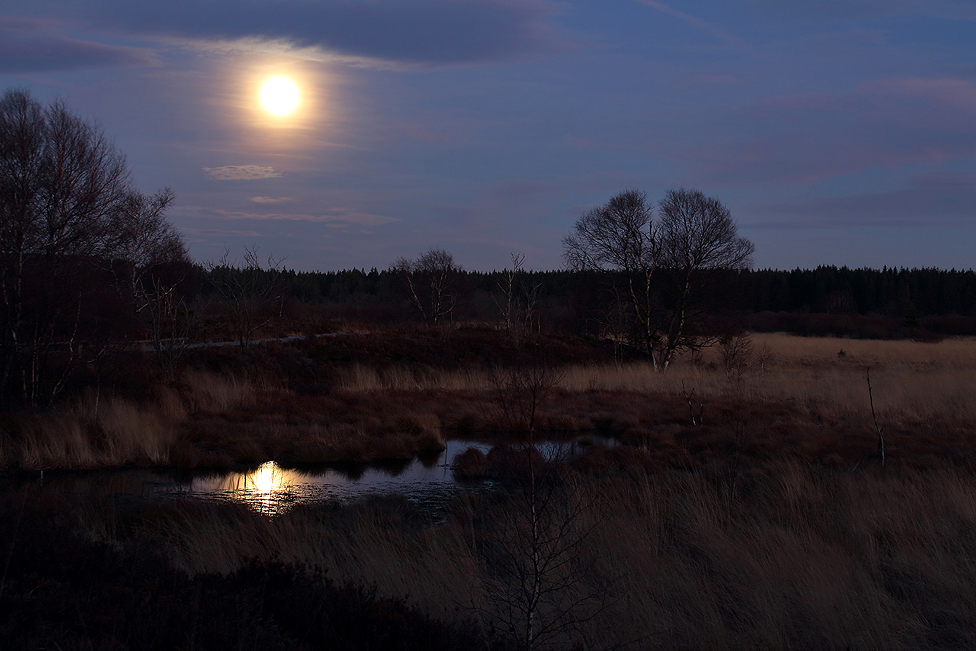  Brackvenn im Mondschein Foto & Bild landschaft, moor, hohes venn
