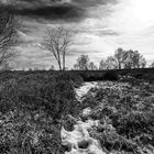 Brackvenn in der Eifel bei Mützenich in B/W