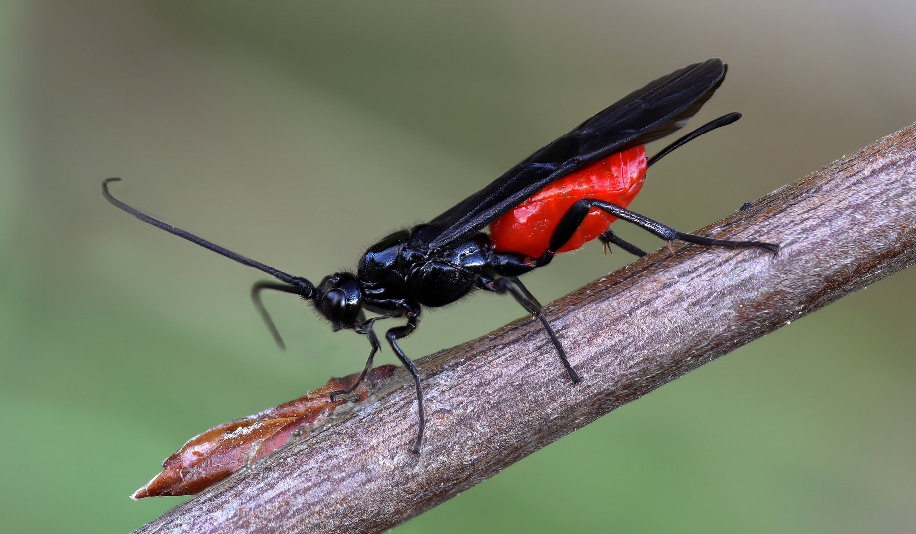 Brackwespe  (Atanycolus cappaerti )