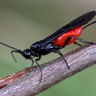 Brackwespe  (Atanycolus cappaerti )