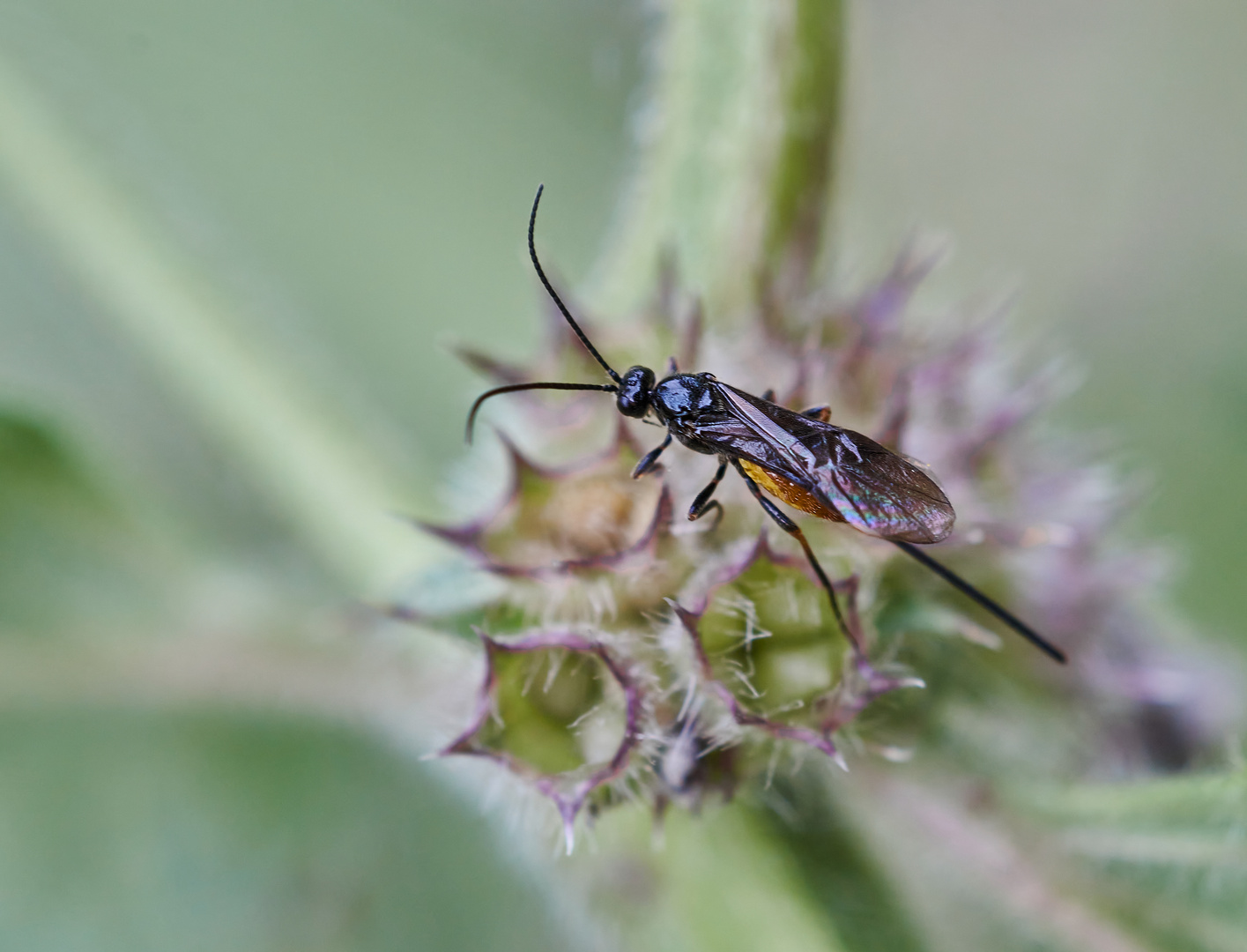 Brackwespe, Bracon cf. nigriventris Foto & Bild natur, insekten