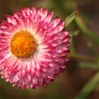 Bracteantha Bracteata