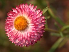 Bracteantha Bracteata