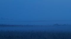 Braderuper Heide im Frühnebel