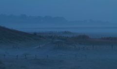 Braderuper Heide im Frühnebel II.
