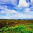 Braderuper Heide im Frühsommer