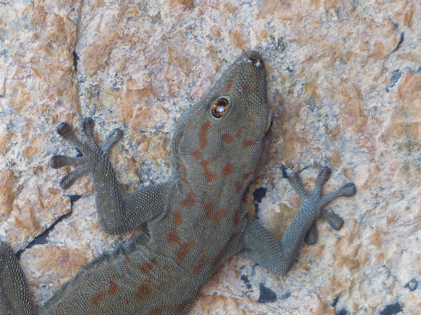 Bradfield´s day gecko