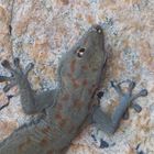 Bradfield´s day gecko