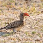 Bradfield's Hornbill