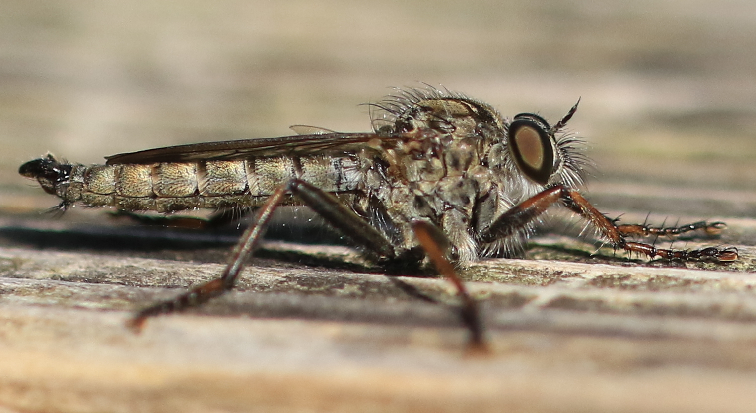 Bremse Foto & Bild  tiere, wildlife, insekten Bilder auf fotocommunity