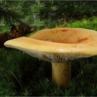 Brätling (Lactarius volemus)