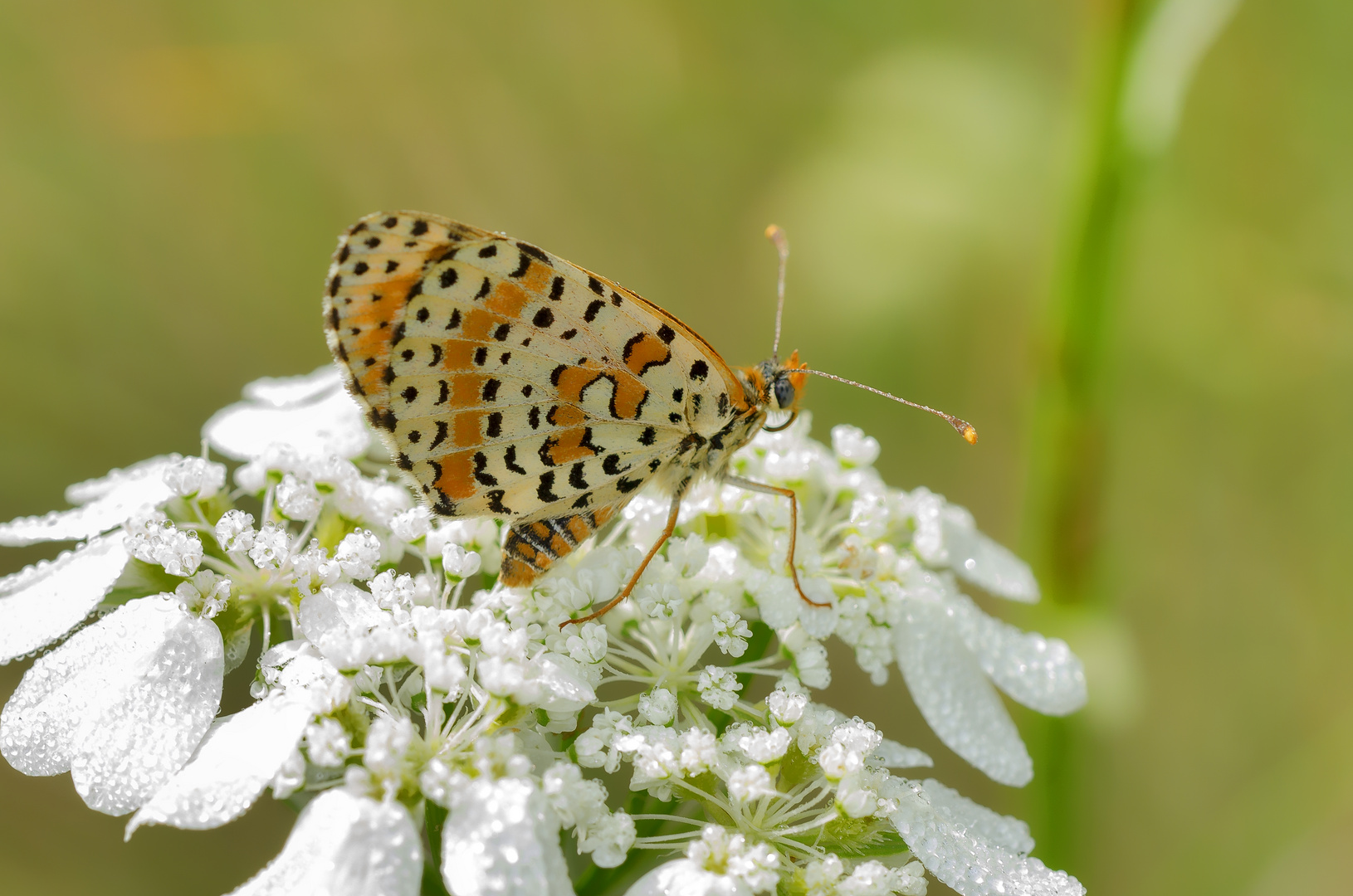 Bräunlicher Scheckenfalter (Melitaea trivia)