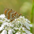 Bräunlicher Scheckenfalter (Melitaea trivia)