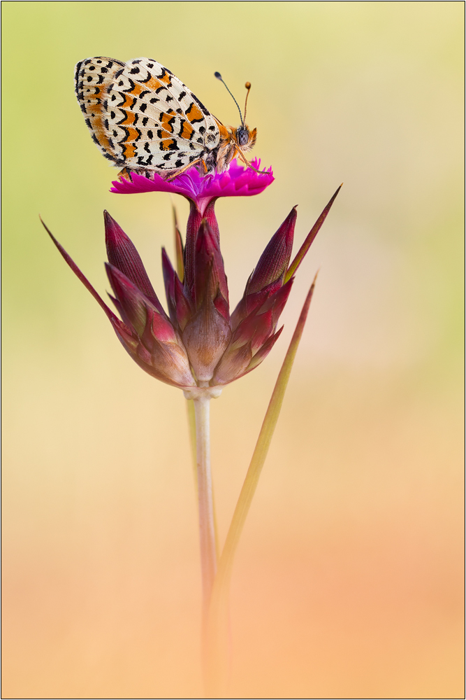 Bräunlicher Scheckenfalter (Melitaea trivia)