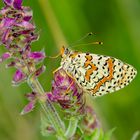 Bräunlicher Scheckenfalter (Melitaea trivia)