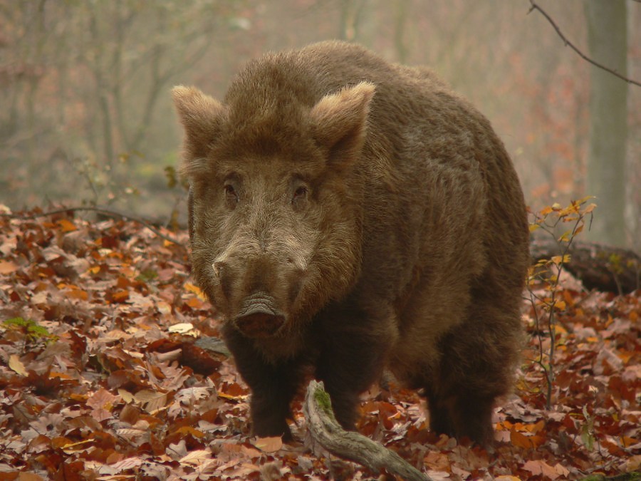 Bräunling im Herbst