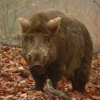 Bräunling im Herbst