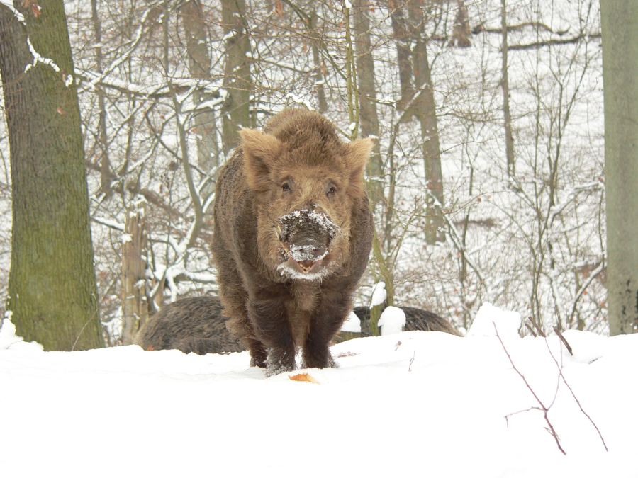 Bräunling im Schnee