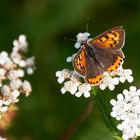 Bräunling Juli 2016-T-klein