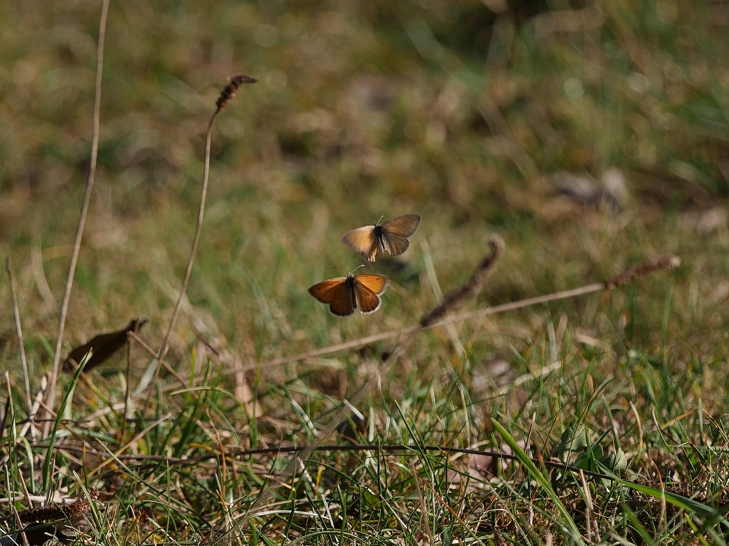 Bräunlinge im Herbst - Dance me to the wedding now, dance me on and on...