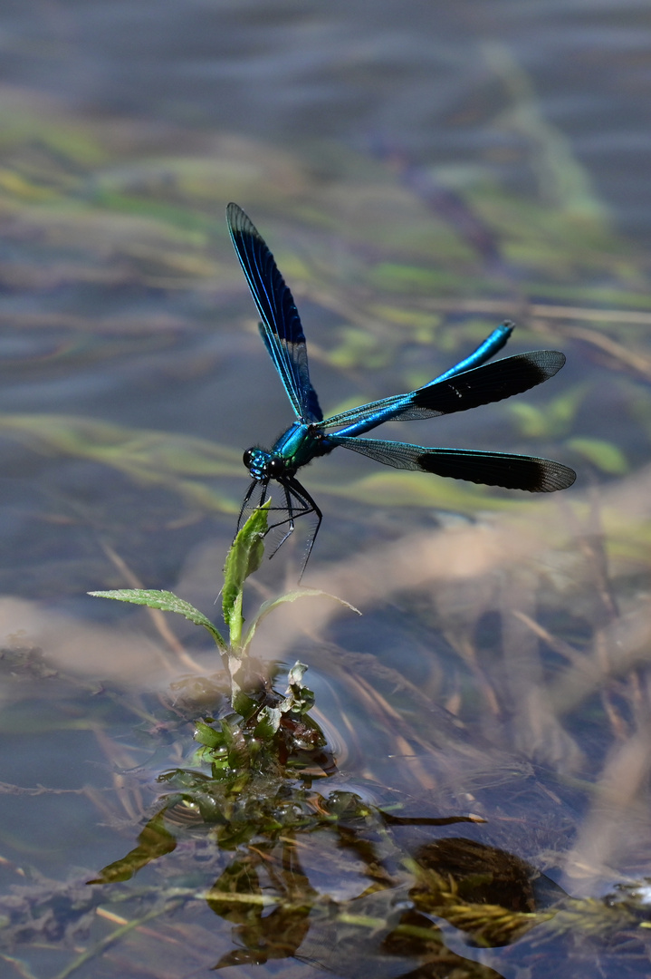 Bräutigam in blauem Smoking. Calopteryx splendens (gebänderte Prachtlibelle)