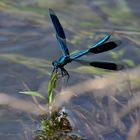 Bräutigam in blauem Smoking. Calopteryx splendens (gebänderte Prachtlibelle)