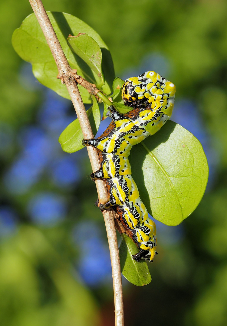 Brahmaea japonica