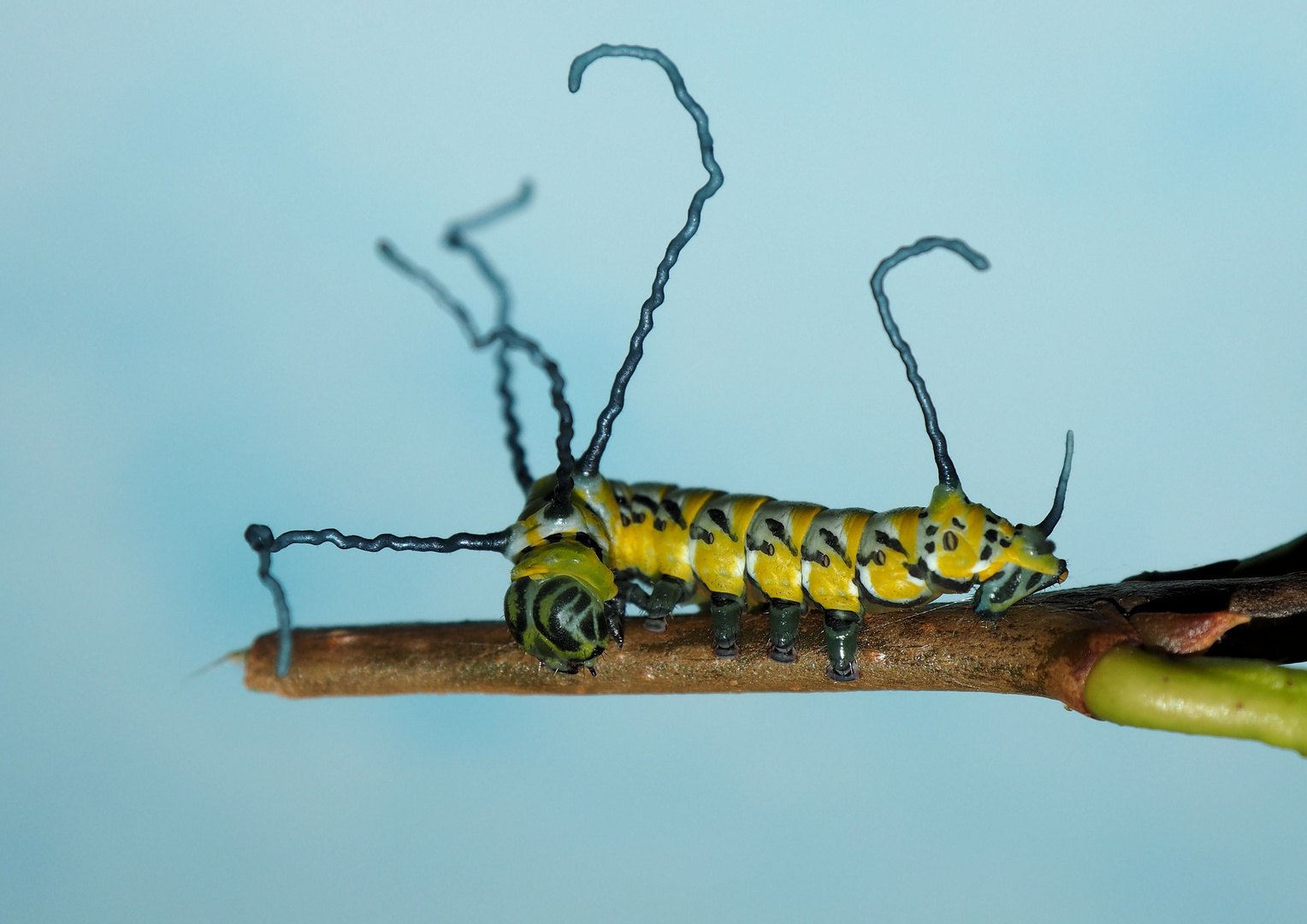 Brahmaea wallichii Foto & Bild tiere, haustiere, terraristik Bilder