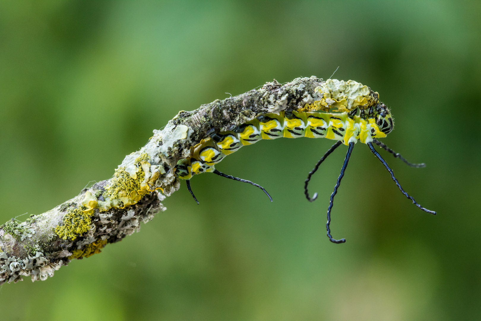 Brahmaea wallichii