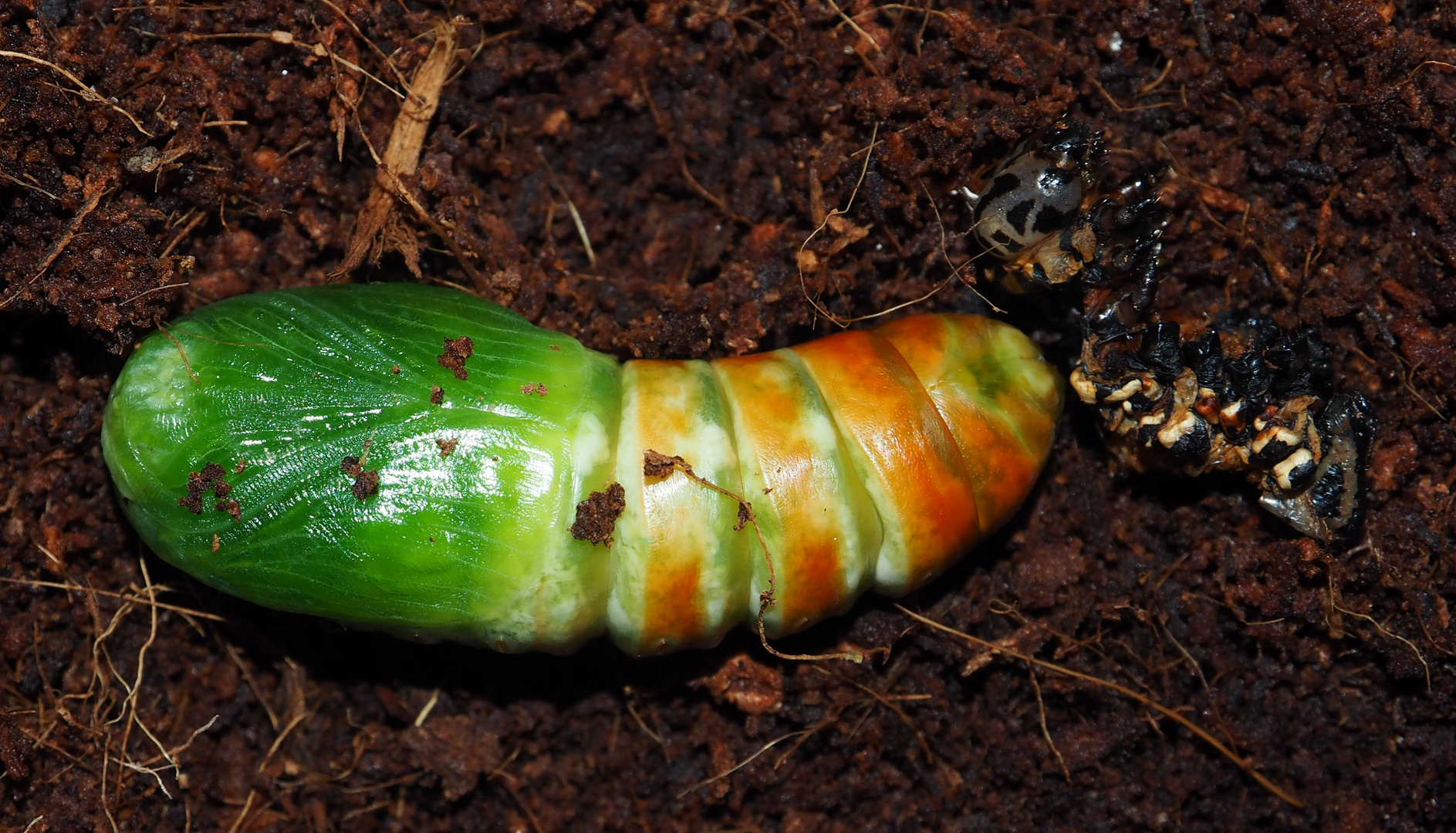 Brahmaea wallichii Puppe