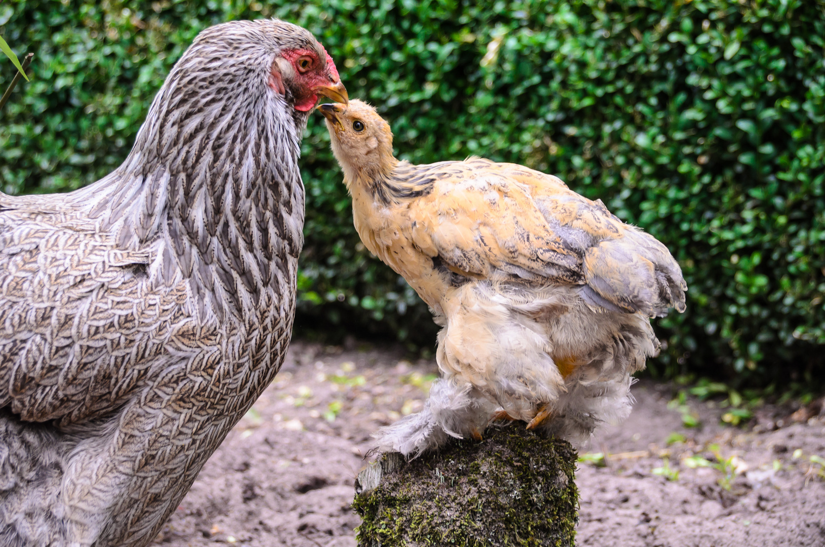 Brahmahuhn mit Kueken