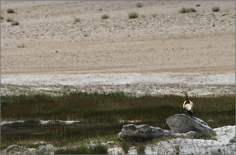 brahmani duck