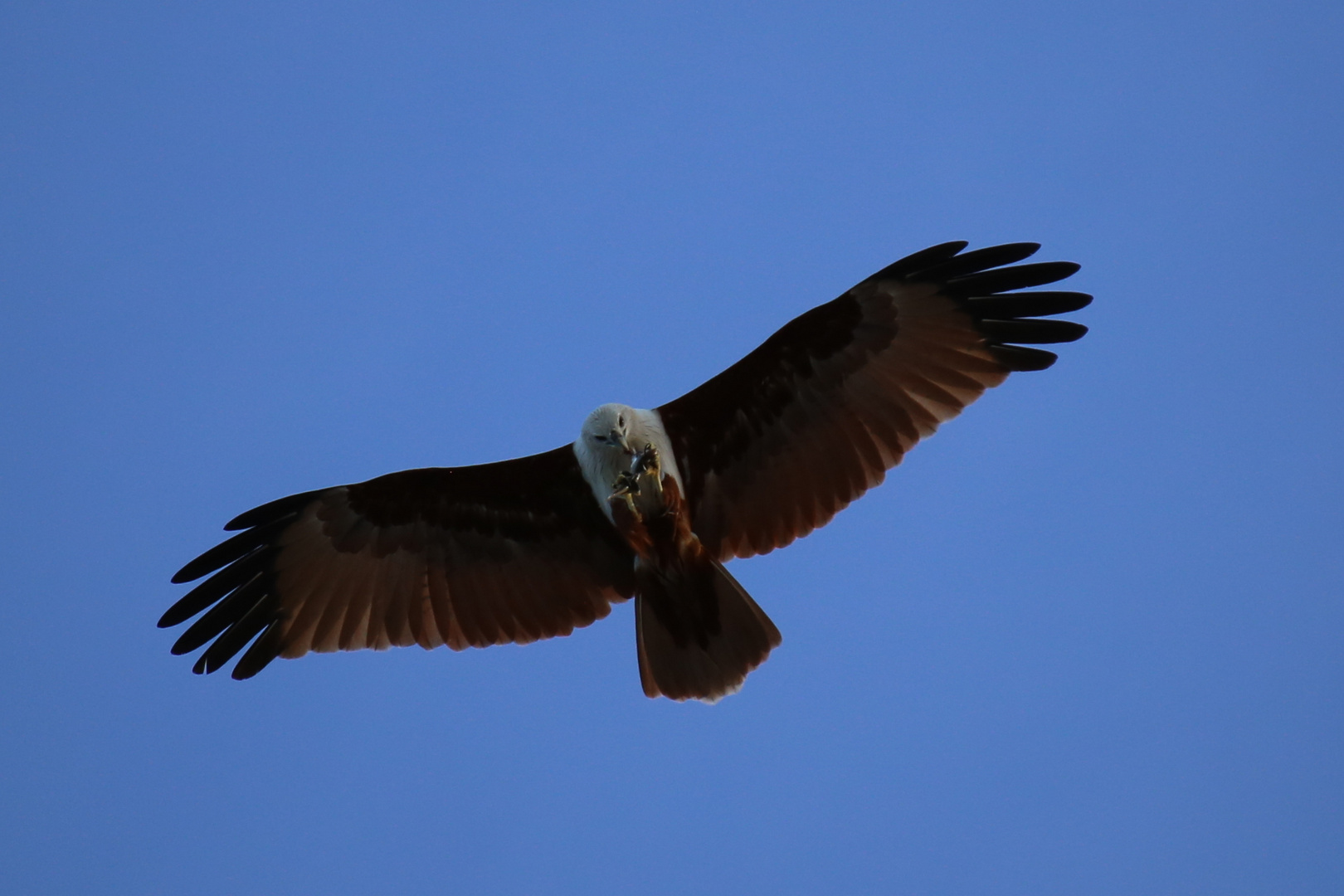 Brahminenweihe, adult